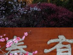 -杭州植物园