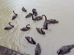 -溱湖国家湿地公园