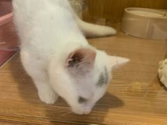 -Pets First伊珊娜洗护·精致美容·家庭式寄养(新会路店)