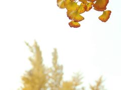 -四川大学(华西校区)