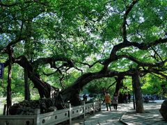 -小洲村