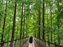 -黄海国家森林公园