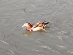 -西湖游船