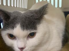 -瑞派·关忠动物医院·猫专科·犬专科(三环新城店)