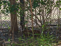 -北京麋鹿生态实验中心