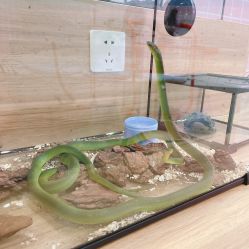 -Moni星球萌宠·小马宝莉·灵蛇·高端高阶全萌宠互动体验俱乐部(红豆国际广场店)