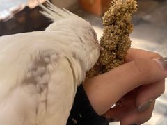 -吉丁鸟咖·异宠·寄养