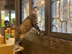 -猫的天空之城概念书店(杭州南宋御街店)