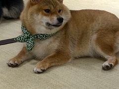 -逗柴咖啡屋·狗咖猫咖宠物桌游
