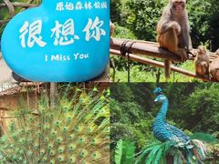 -西双版纳原始森林公园