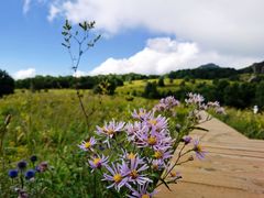 -白草畔自然风景区
