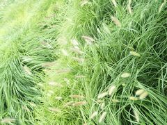 -羊亭河湿地公园