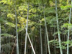 -大唐贡茶院