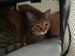 -东方动物医院·宠保定点·骨科·转诊中心(春城路·昆明站分院)