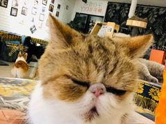 -平行世界·猫咖(首经贸店)