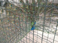 -意大利农场度假村