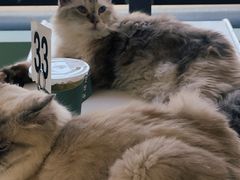 -怪兽屋·羊驼·猫咖·狗咖(俊华广场店)