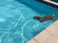 -趣玩宠物乐园寄养训犬训狗游泳池