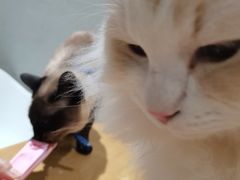 -藏猫猫咖啡主题馆(中央大道店)