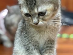 -楼上猫咖(罗湖店)