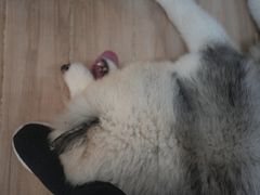 -李小姐の猫咖啡馆(五角场店)