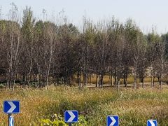 -东郊湿地公园