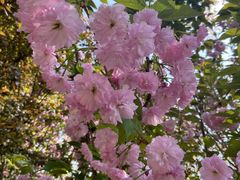 -合肥滨湖国家森林公园