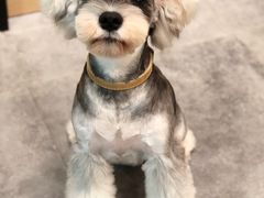 -小尾巴宠物店(万科·金域华庭店)