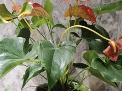 -弘安丽水温泉酒店