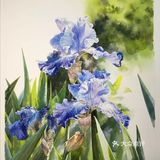 水彩画家付愈水彩静物[礼花][礼花]