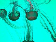 -沈阳海洋探索中心