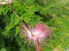 -都江堰玫瑰花溪谷