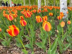 -长春公园(普阳街道)