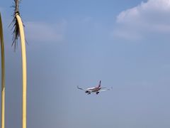 -空港花田景区