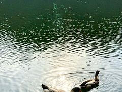 -杭州半山国家森林公园