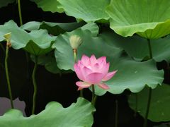 -荔湾湖公园