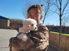 -北京京卫宠物寄养训练中心