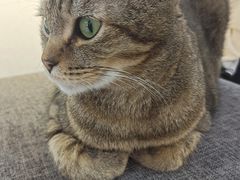 -喵园·猫主题咖啡厅·撸猫·猫咖(国贸店)