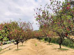 -南国桃园旅游度假区