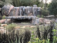 -奥兰多迪士尼动物王国乐园