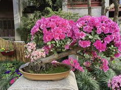 -惠山古镇·寄畅园