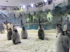 -帝企鹅自助餐厅•儿童岛•真企鹅(长隆企鹅酒店)