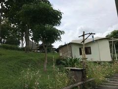 -大树秋千