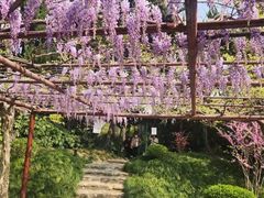 -嘉定紫藤园