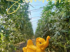 -庞各庄西瓜蔬菜采摘园·锦华瓜园