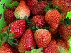 -昌平兴寿秀秀草莓采摘园