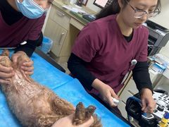 -美联众合动物医院·24h转诊中心