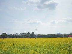 -光明小镇欢乐田园