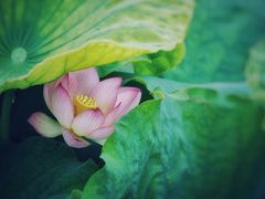 -荷塘月色湿地公园·向阳花洲
