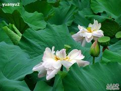 -御花园·粤菜·海鲜火锅(中山公园店)